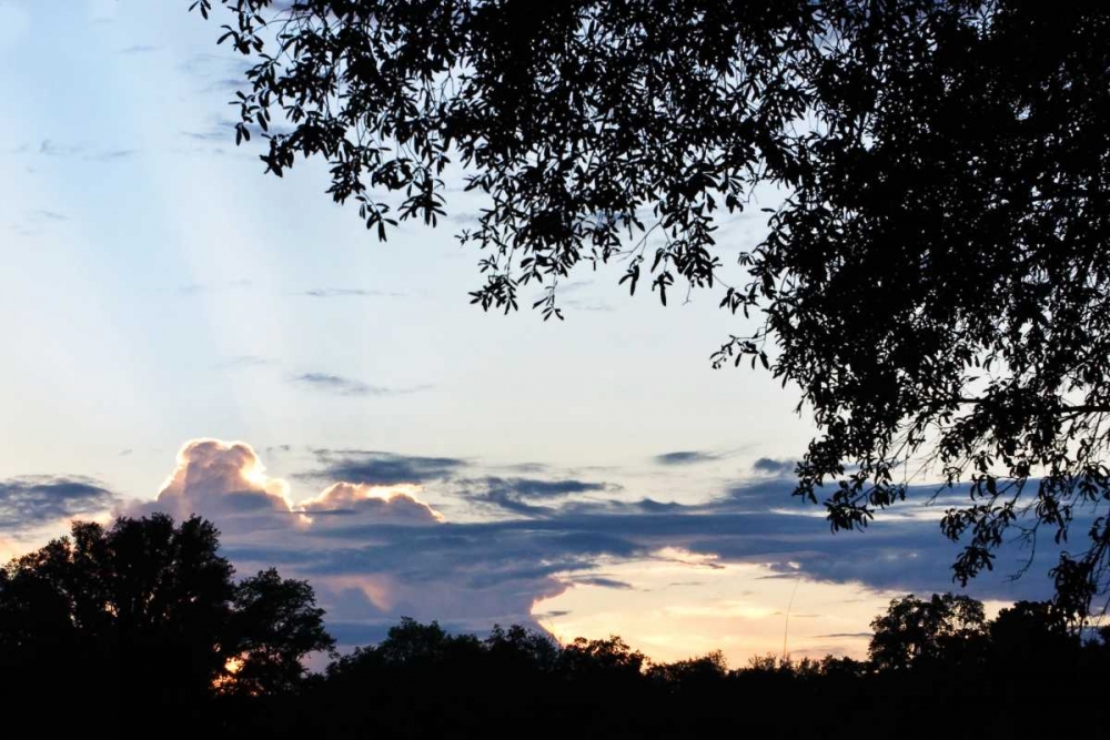 Sunset Through the Trees I