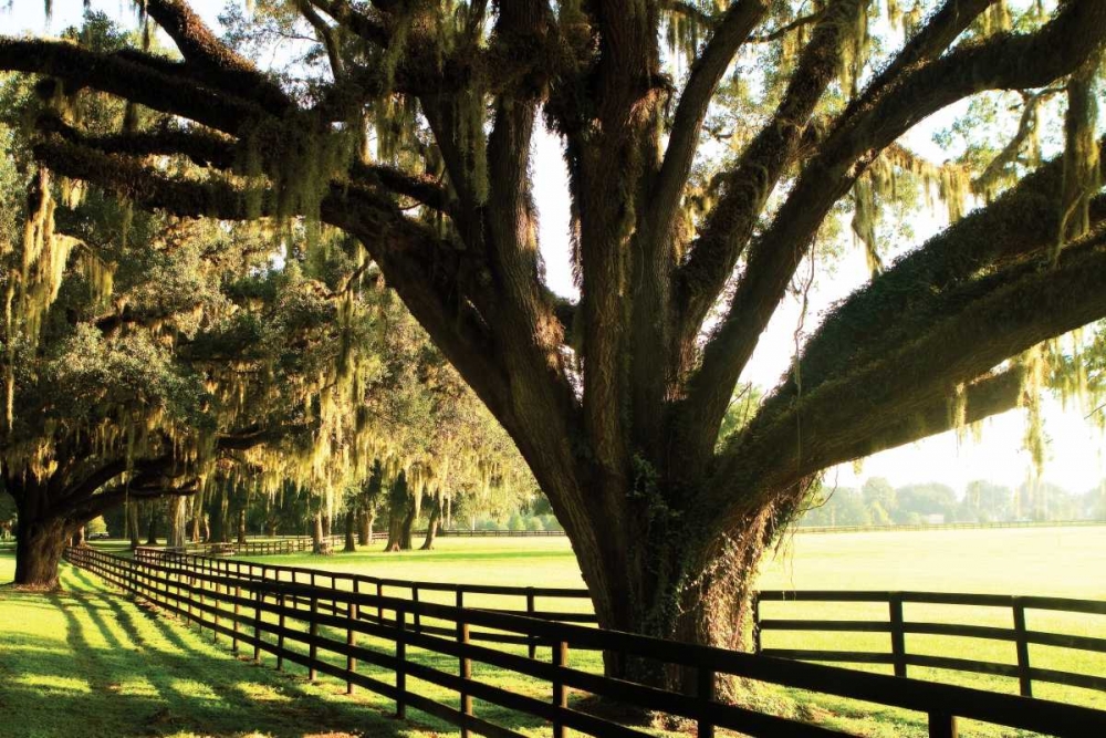 Majestic Oaks I