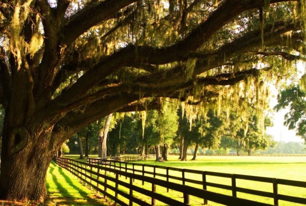 Majestic Oaks II