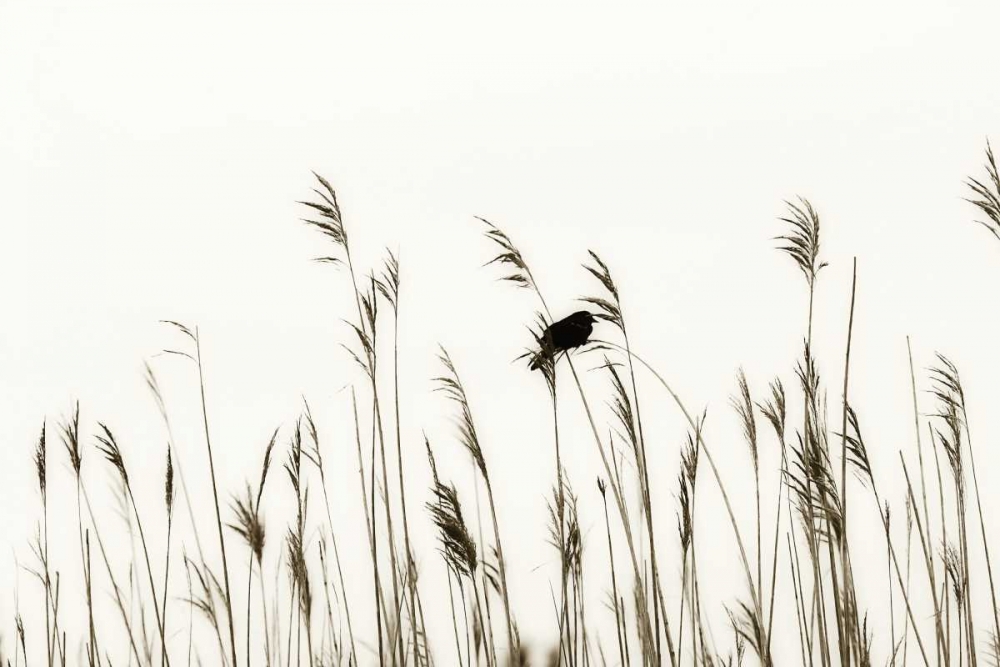 Bird in the Grass II
