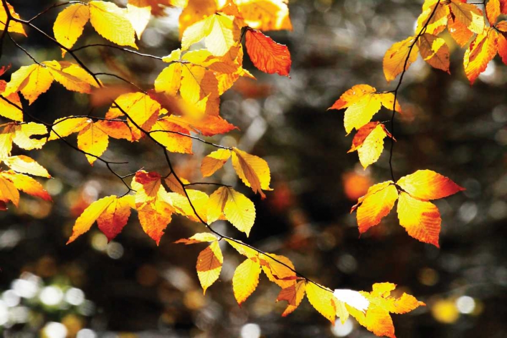 Autumn Leaves I