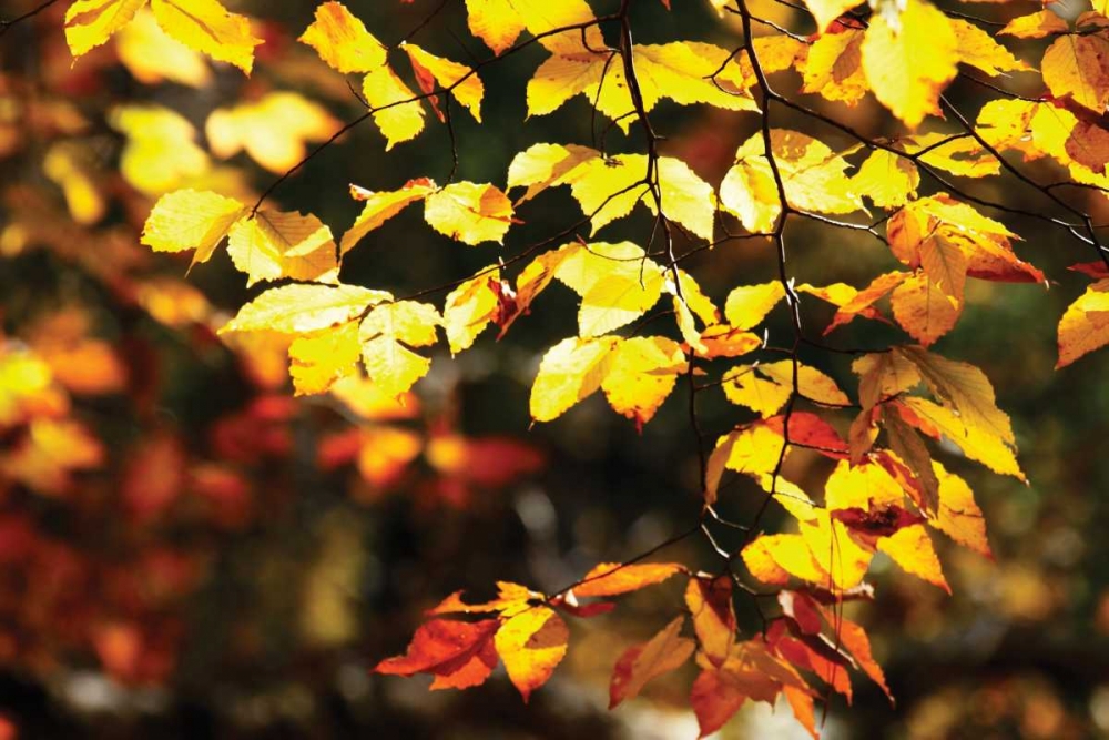 Autumn Leaves II