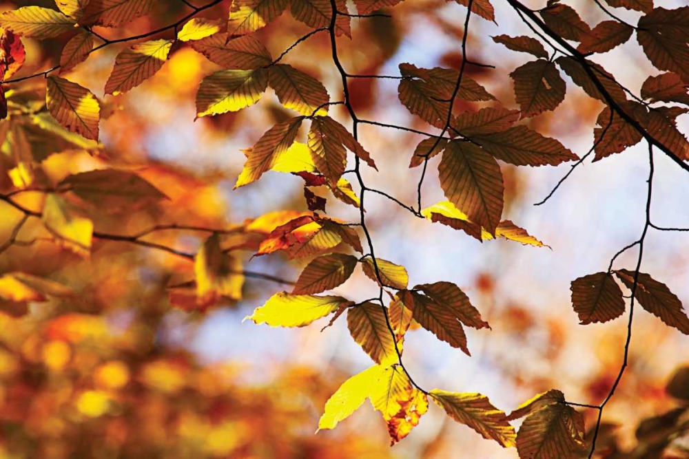 Autumn Leaves III