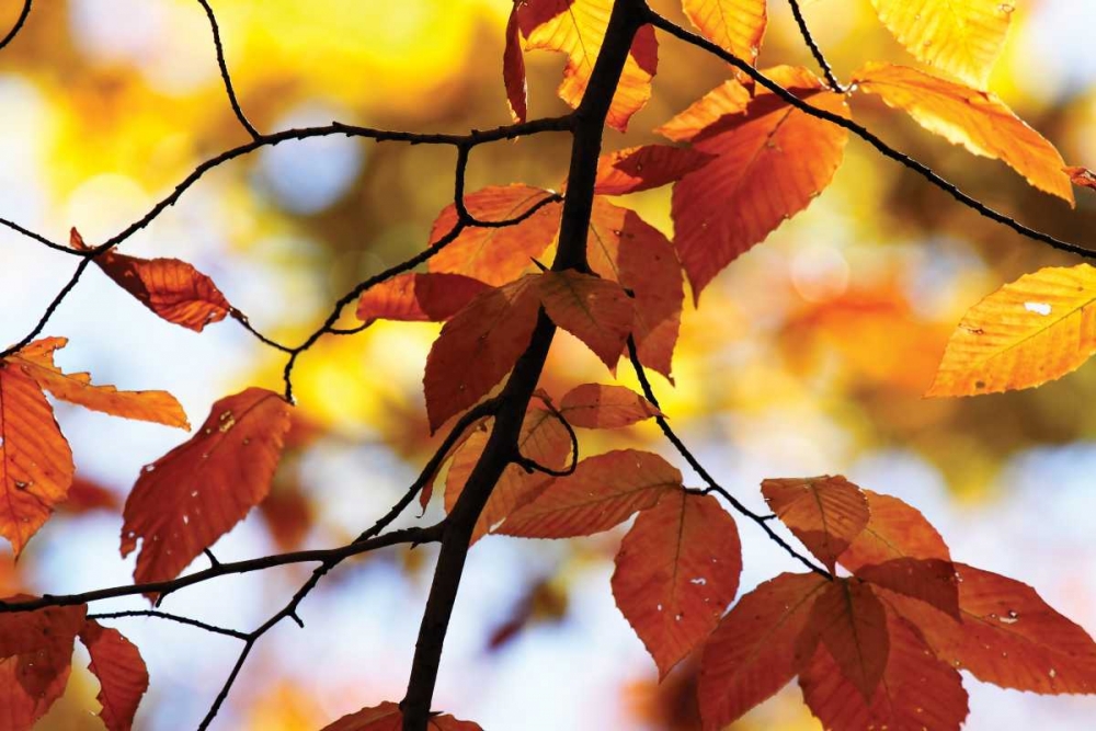 Autumn Leaves IV