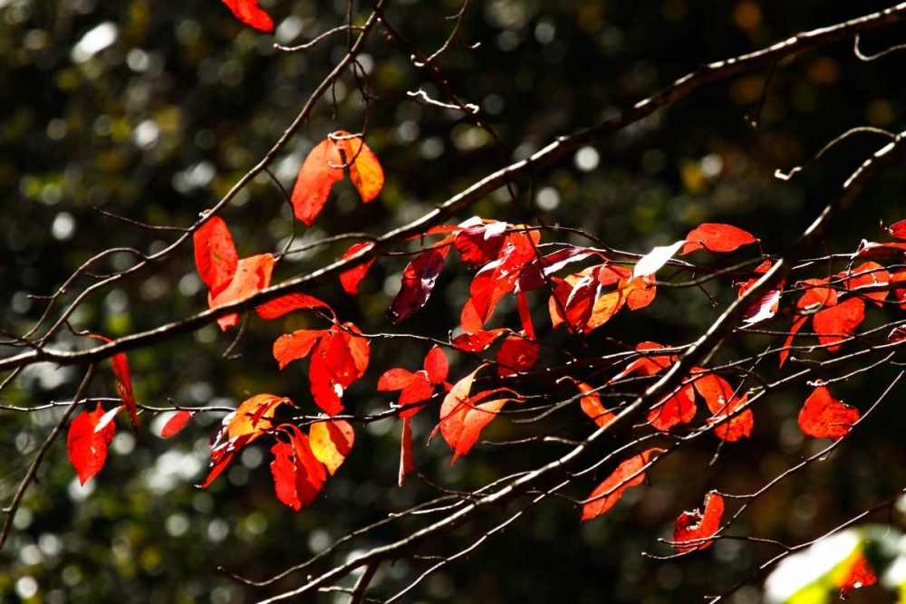 Autumn Leaves V
