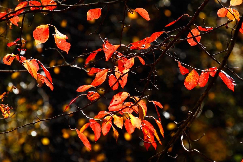 Autumn Leaves VI