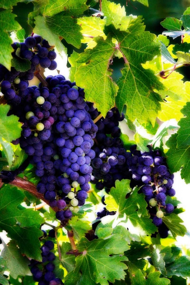 Grapes I