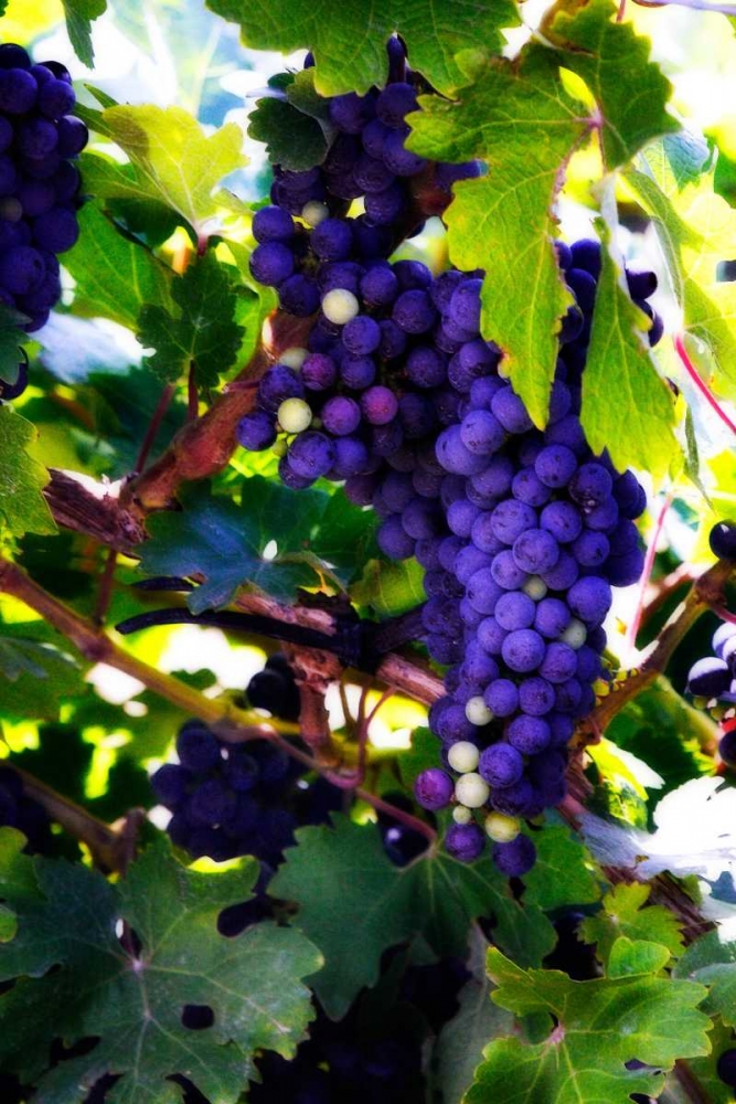 Grapes II