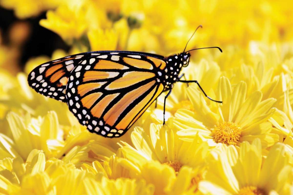 Monarch on Chrysanthemums