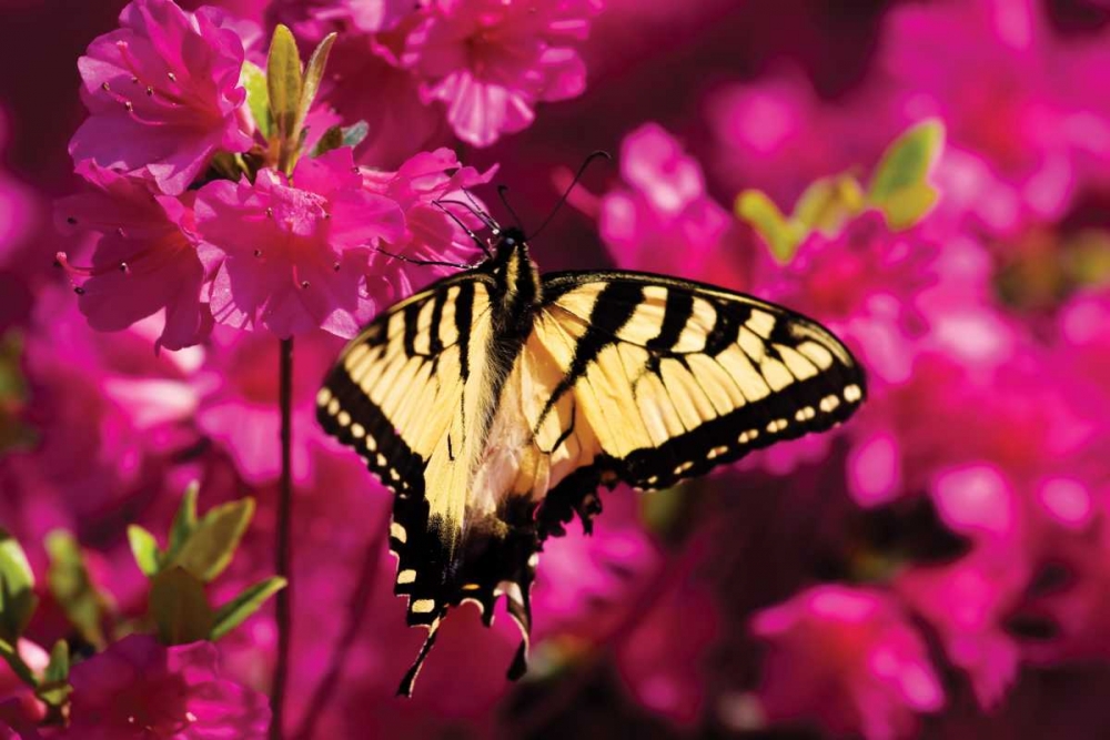 Swallowtail on Azalea