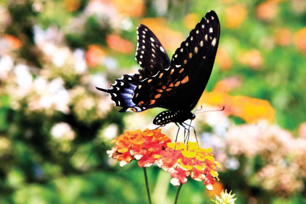 Giant Swallowtail