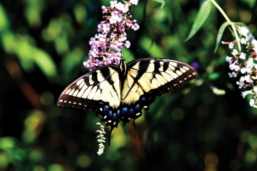 Black Swallowtail I