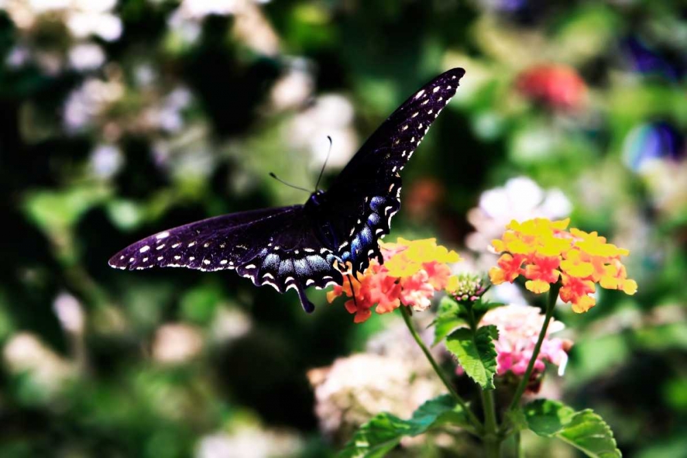 Black Swallowtail II