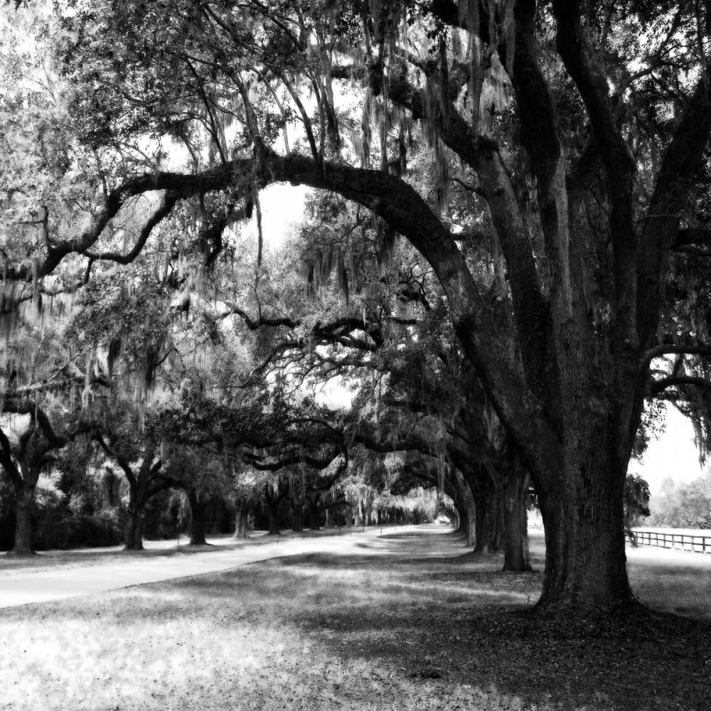 Charleston Oaks Sq IX