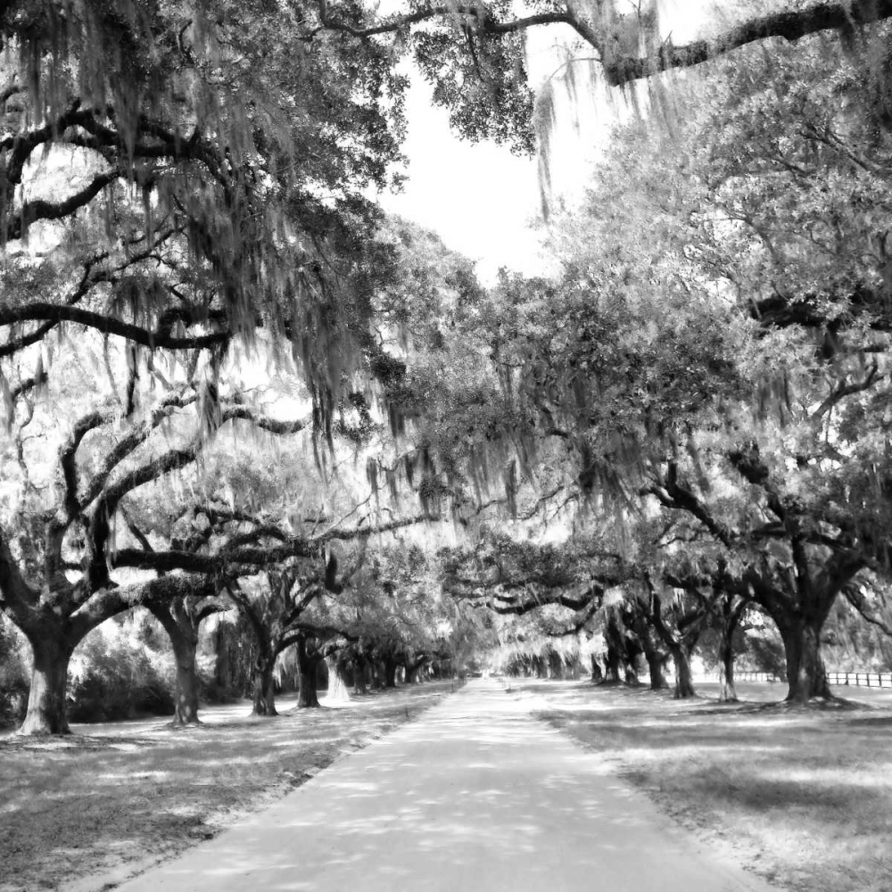 Charleston Oaks Sq. X