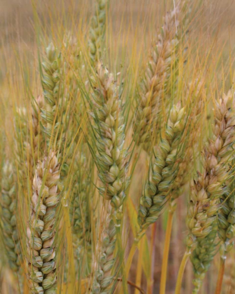 Turning Grain I