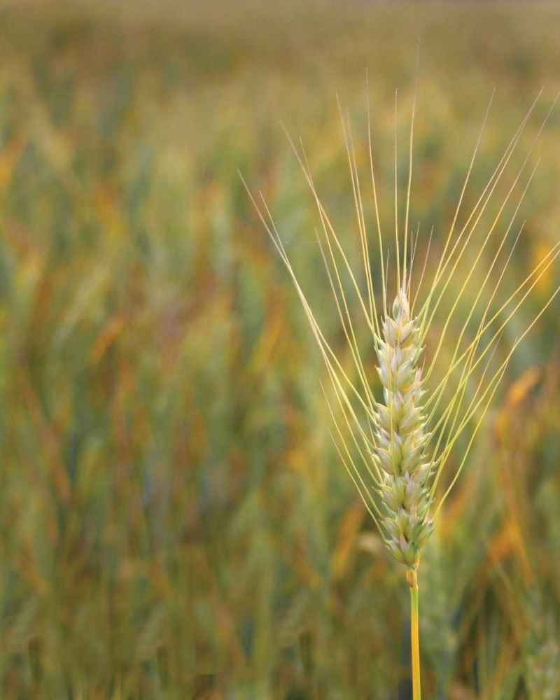 Turning Grain II