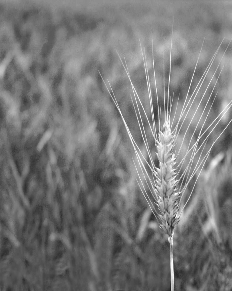 Turning Grain III