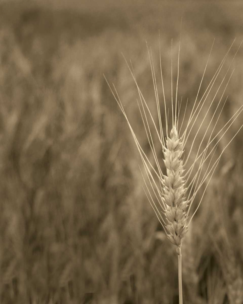 Turning Grain IV