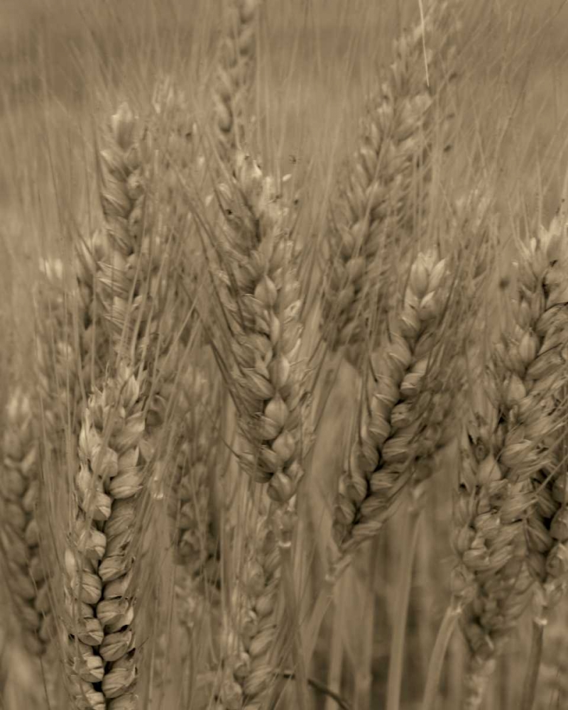 Turning Grain V