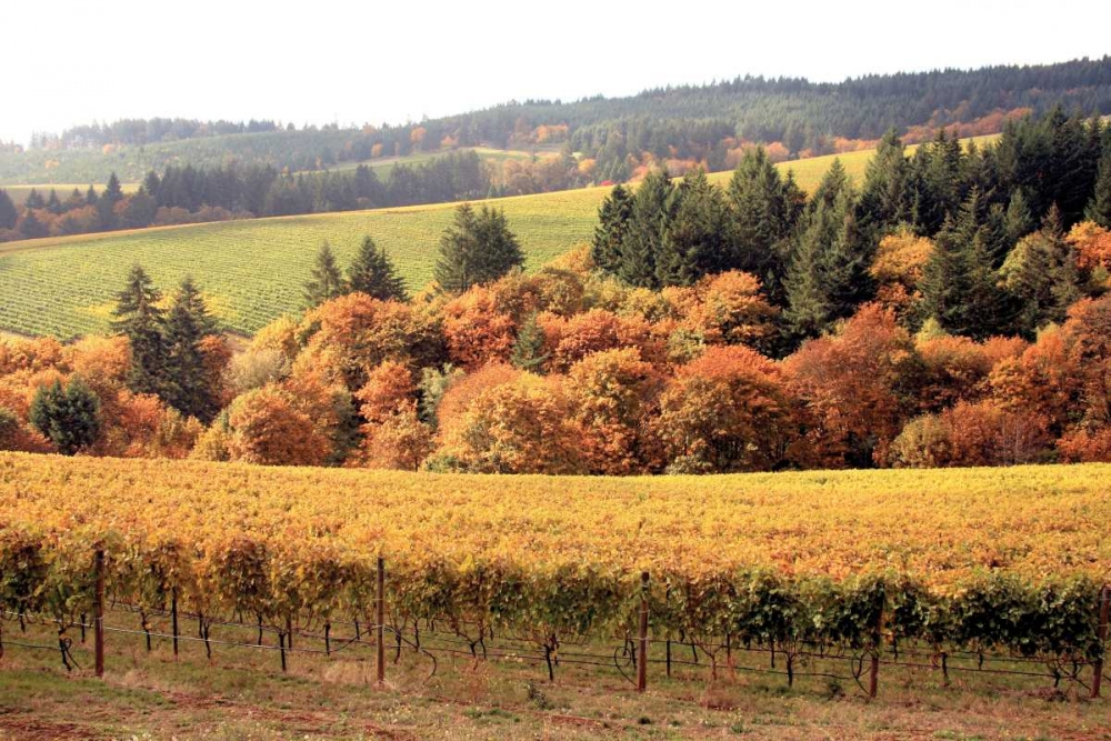 Fall in Wine Country I