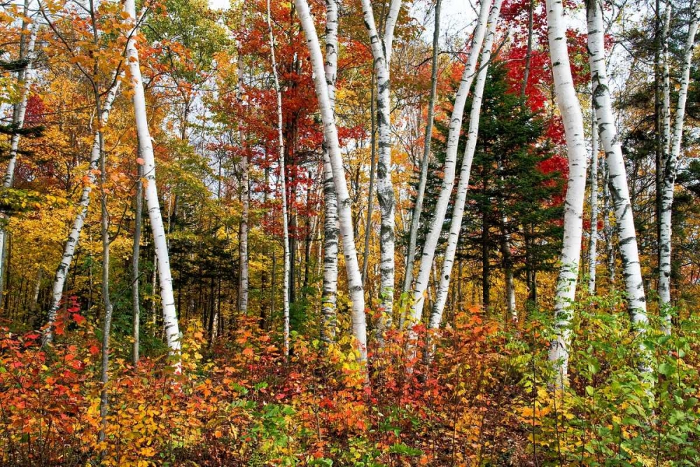 Vermont Birches