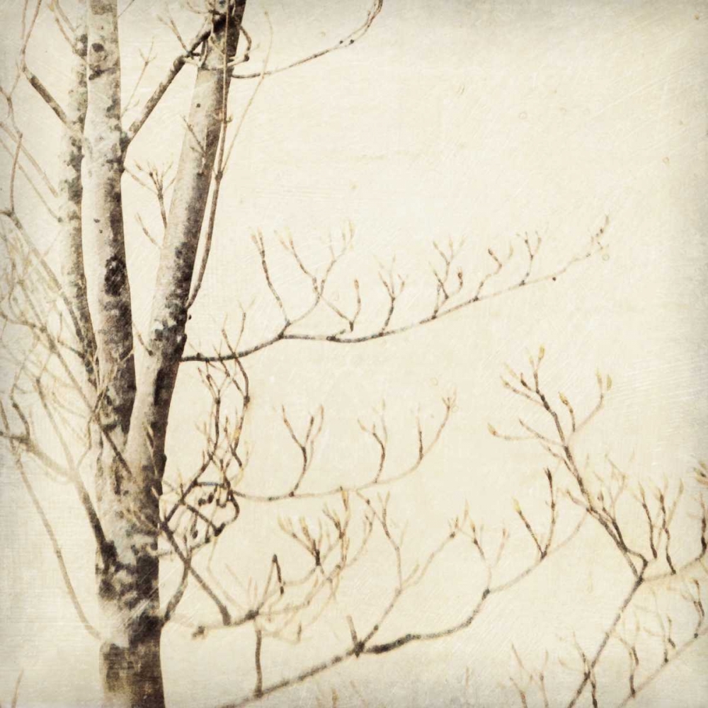 Winter Trees I