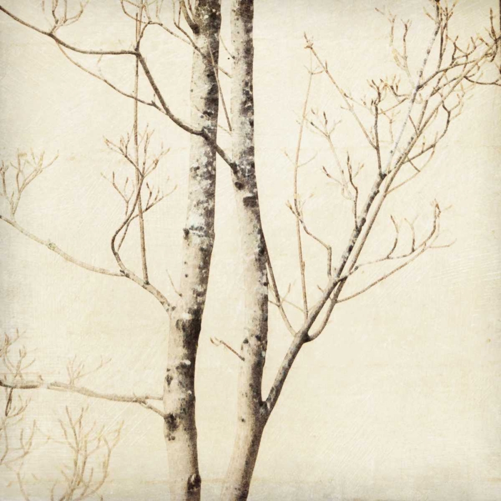 Winter Trees II