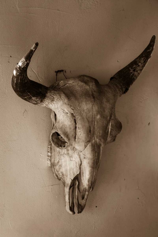 Steer Skull