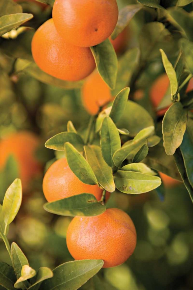 OrangesII
