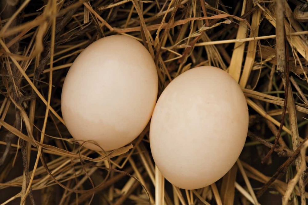Eggs I