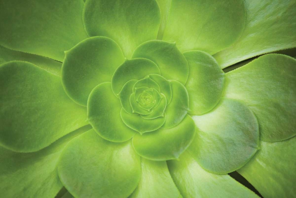 Succulent I