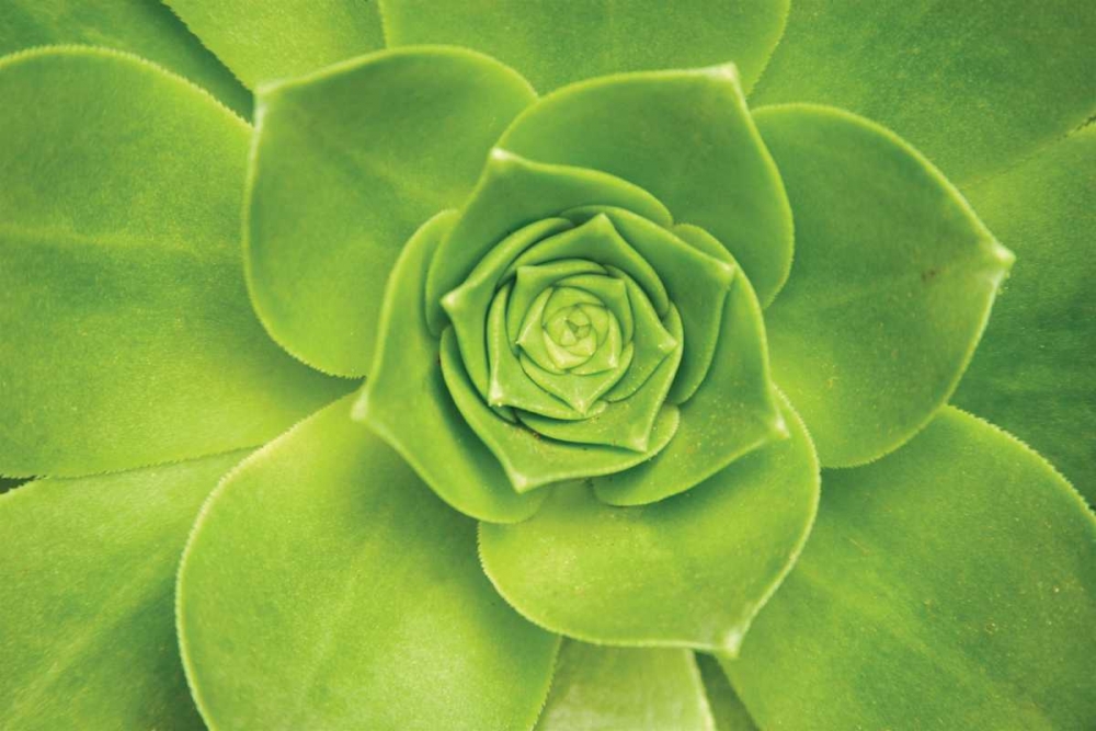 Succulent II