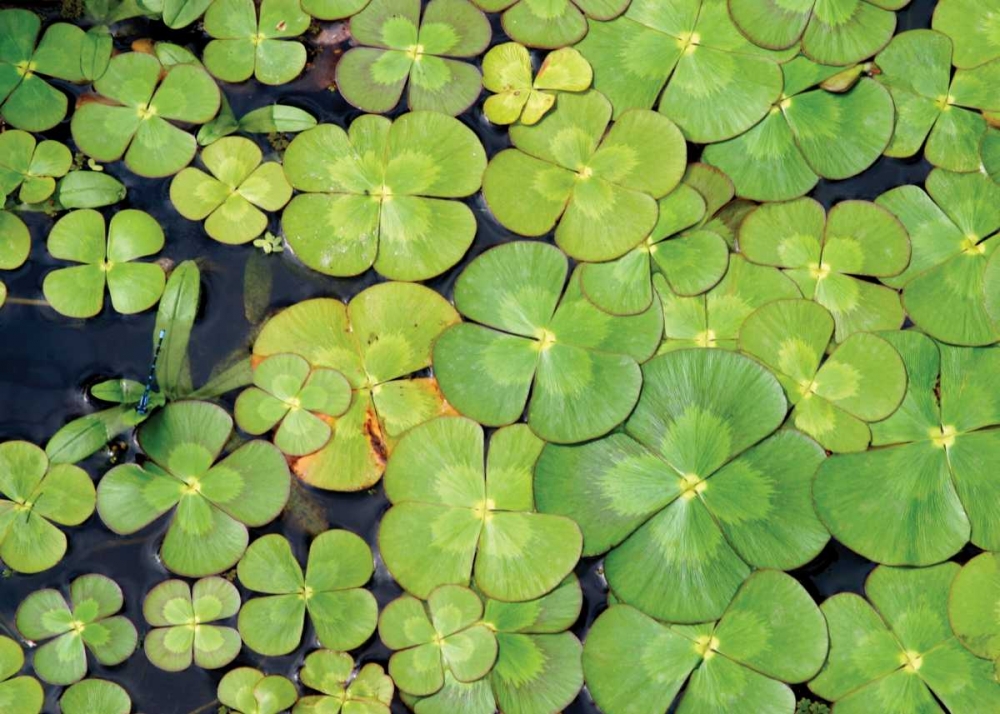 Lily Pads
