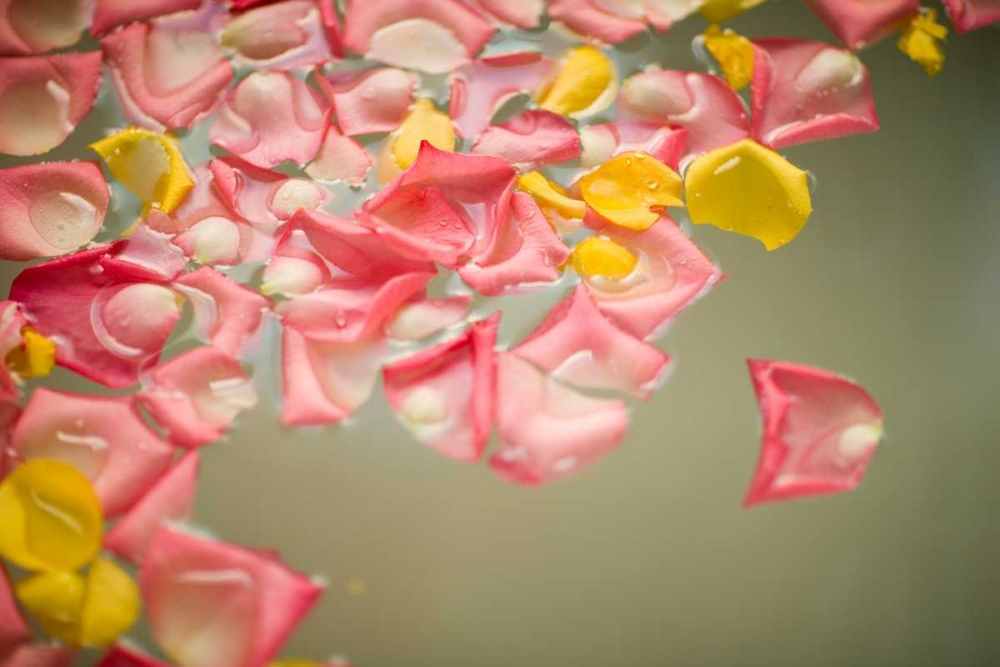 Rose Petals