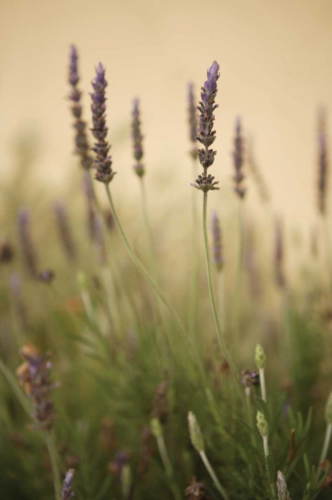 Lavender I