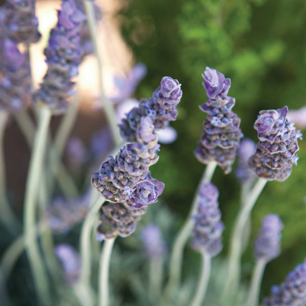 Lavender II