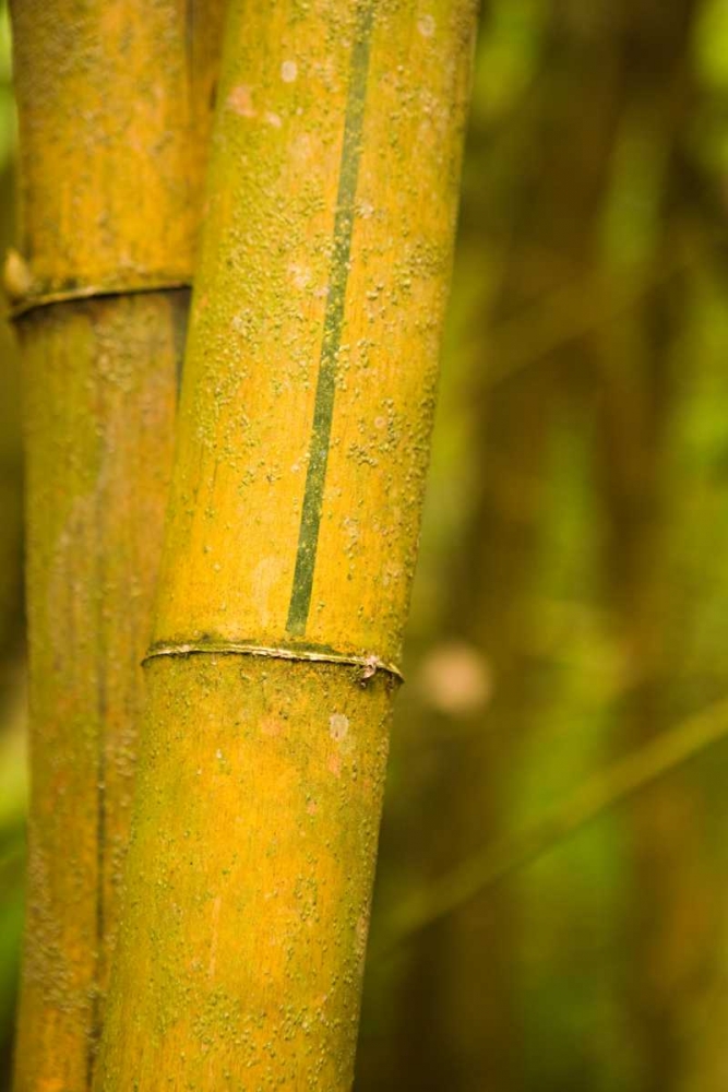 Bamboo I