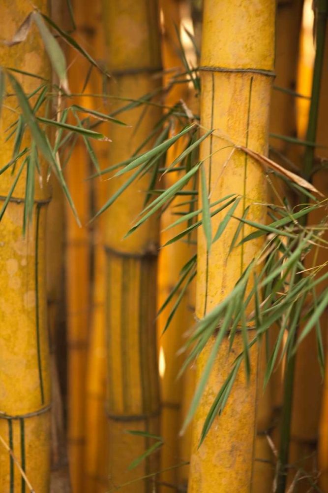 Bamboo II