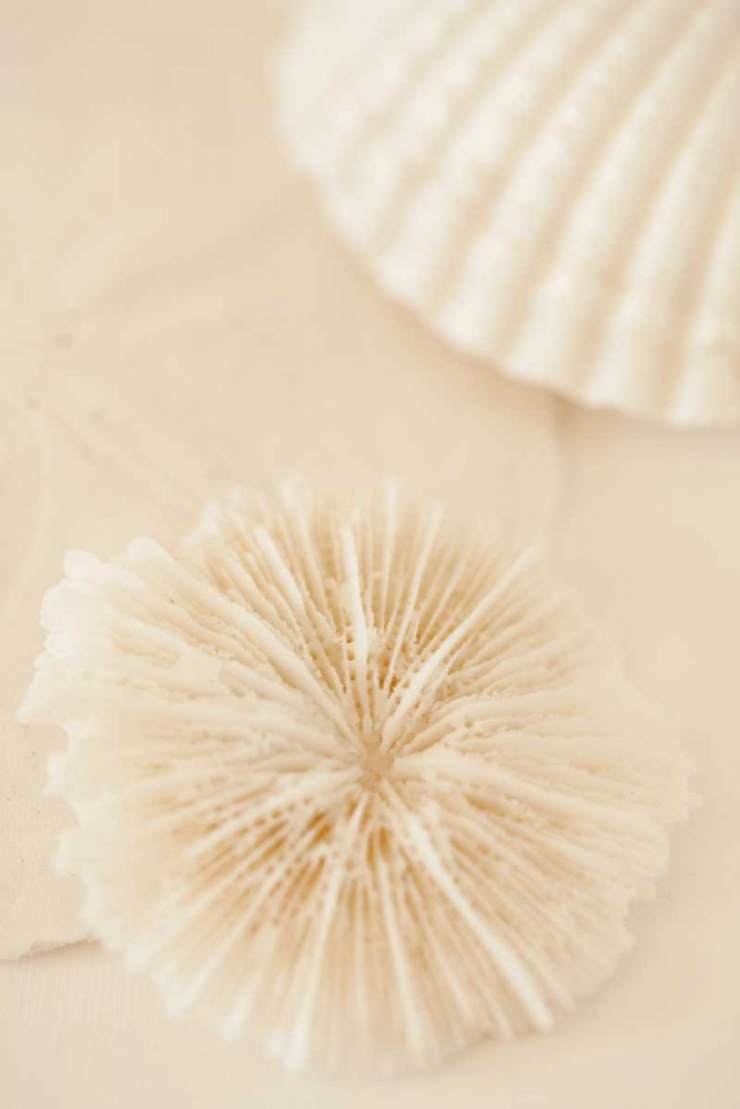 Ocean Treasures I