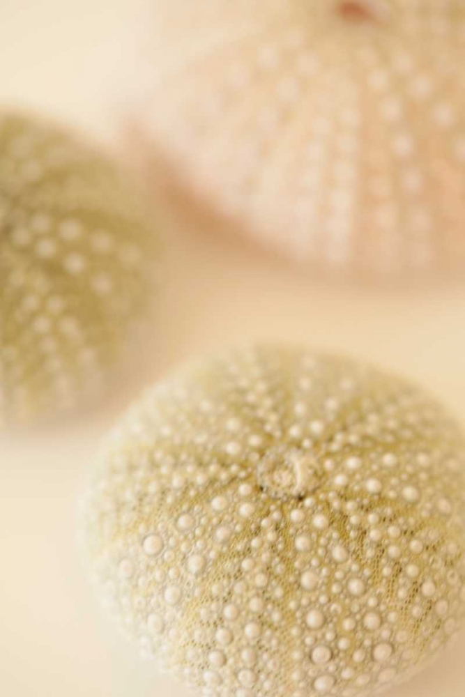 Ocean Treasures III