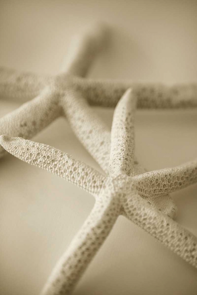 Ocean Treasures V