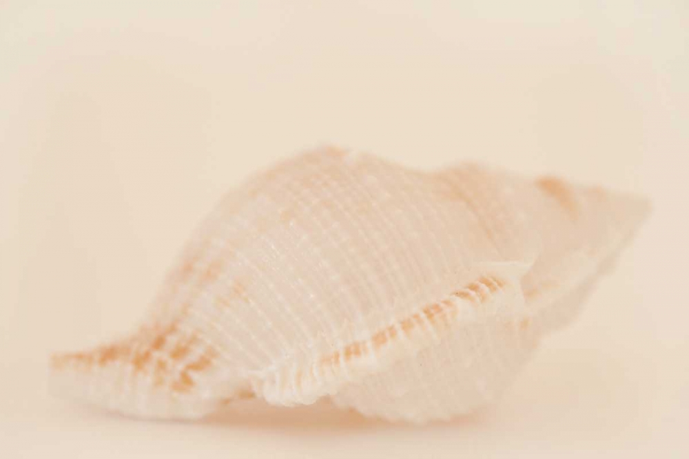 Ocean Treasures VIII