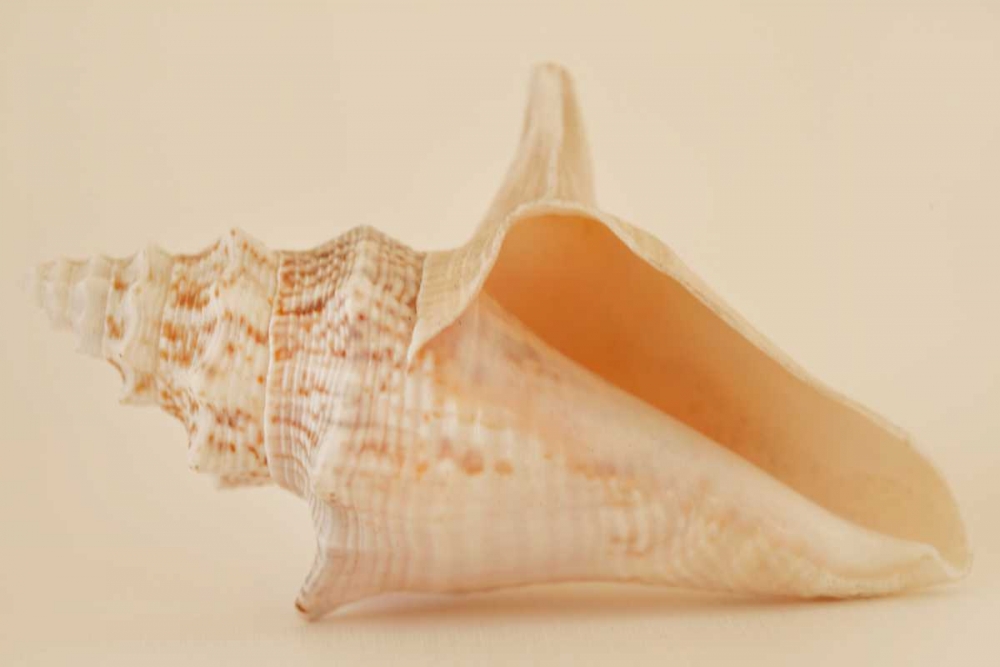 Ocean Treasures IX