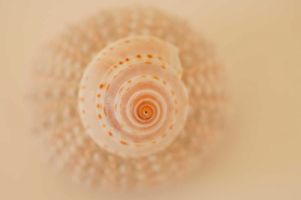 Ocean Treasures XI