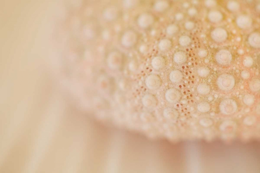 Ocean Treasures XV