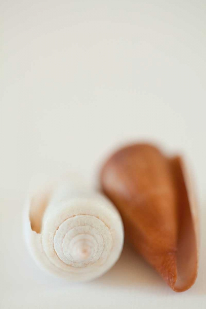 Shell by Shell II