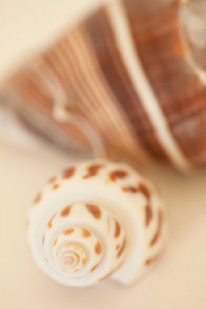 Shell by Shell III