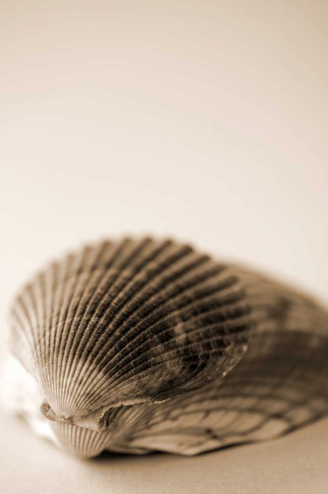 Shell Symmetry I