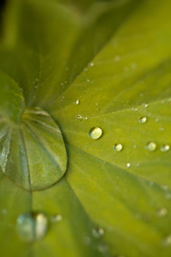Tropical Leaves I